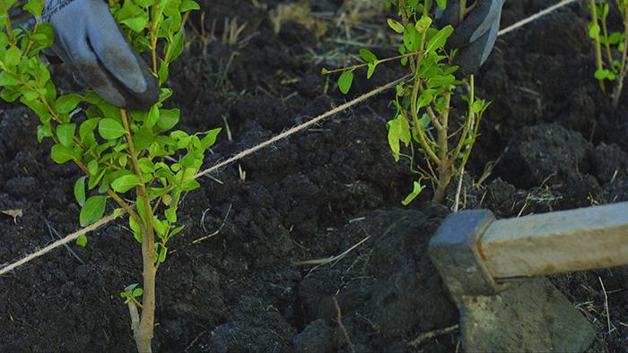 Balkan Kiss episode 15