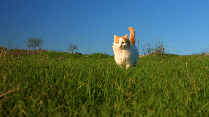 Balkan Kiss episode 20